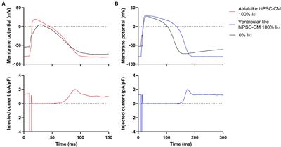 Ultrarapid Delayed Rectifier K+ Channelopathies in Human Induced Pluripotent Stem Cell-Derived Cardiomyocytes